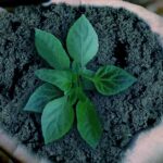 nachhaltig-leben-und-konsumieren-1200×628