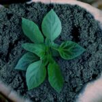 nachhaltig-leben-und-konsumieren